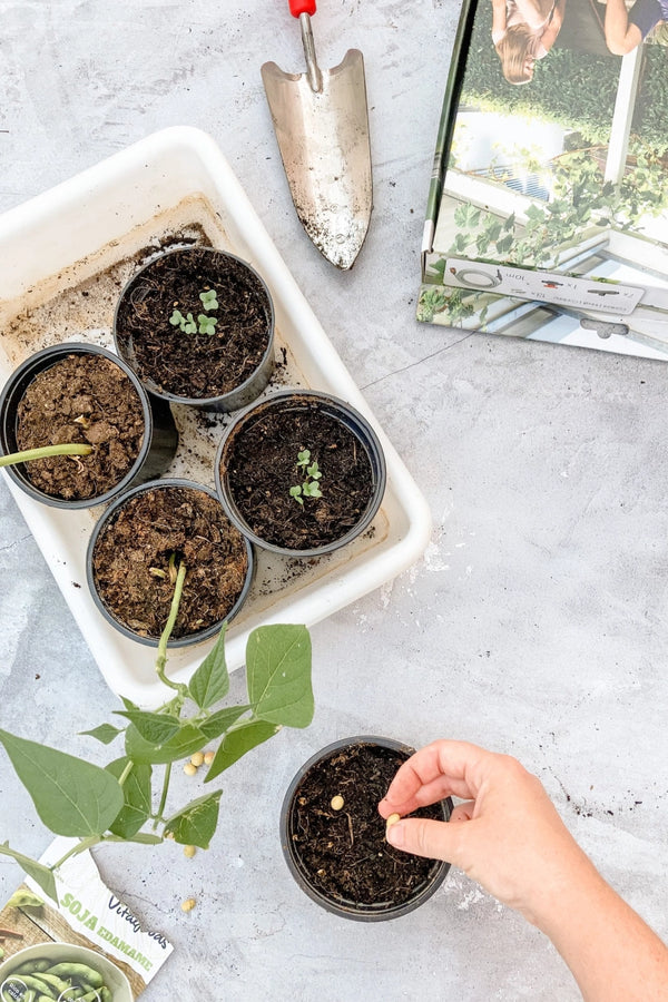 Taller de cuidado de plantas de interior (5 de junio)