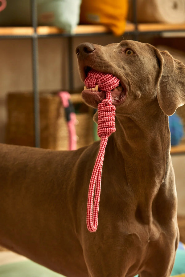 Jouet pour animaux de compagnie rose Buby