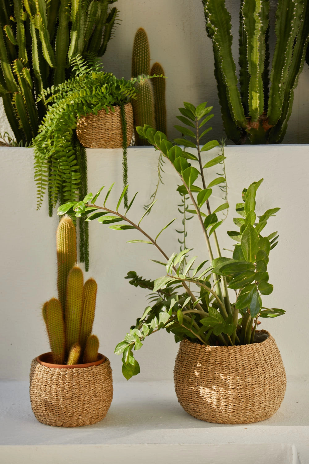 Cesto macetero de junco de mar Phan-Calma House