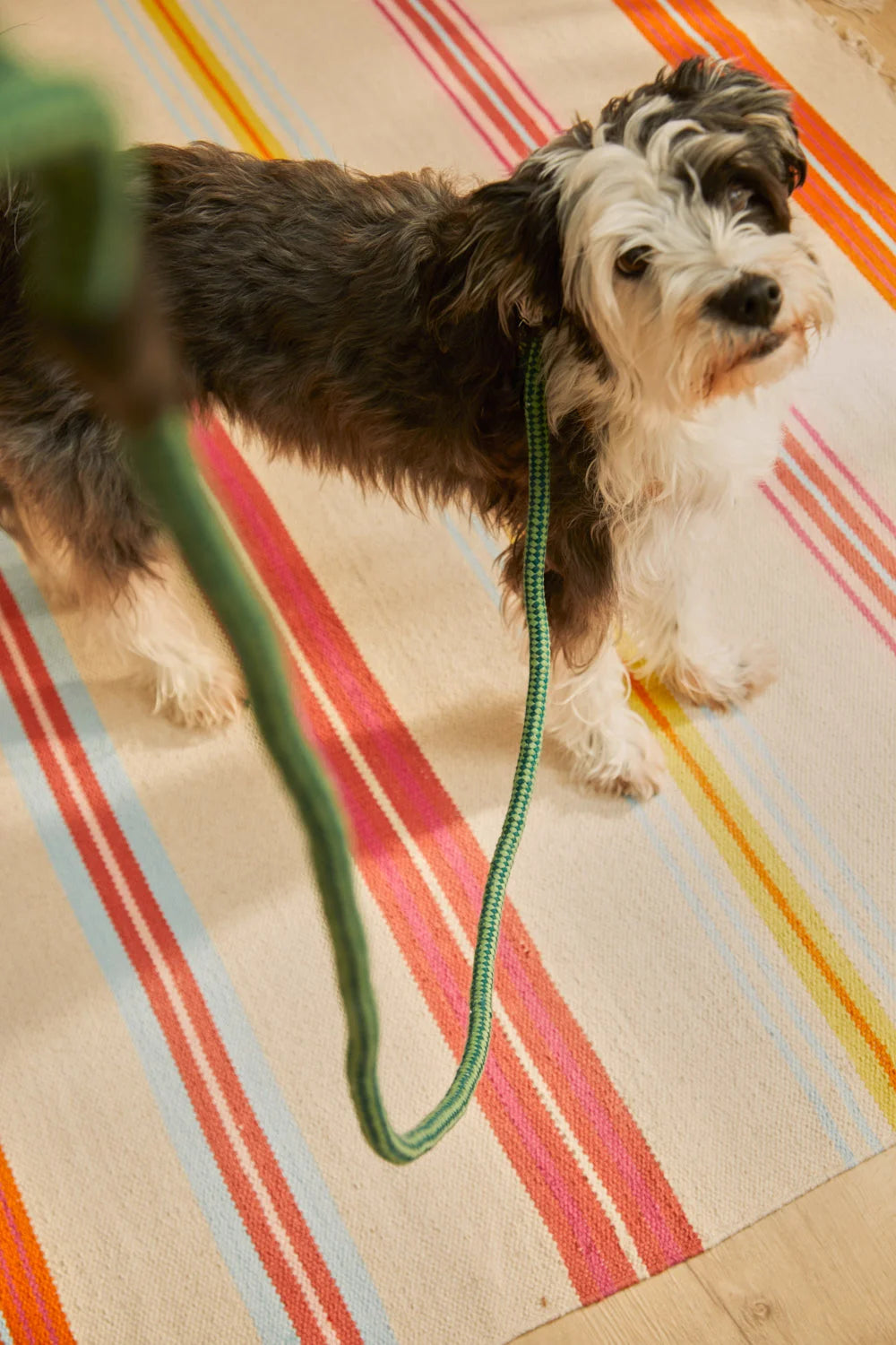 Correa para mascotas verde Buby-Calma House