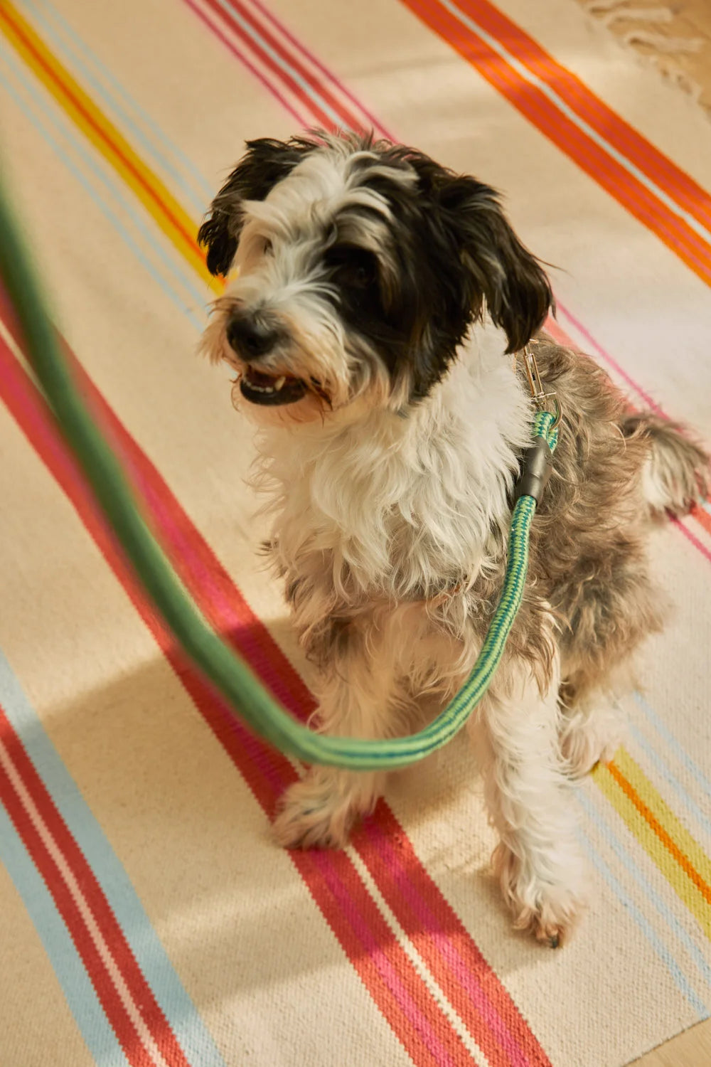 Correa para mascotas verde Buby-Calma House