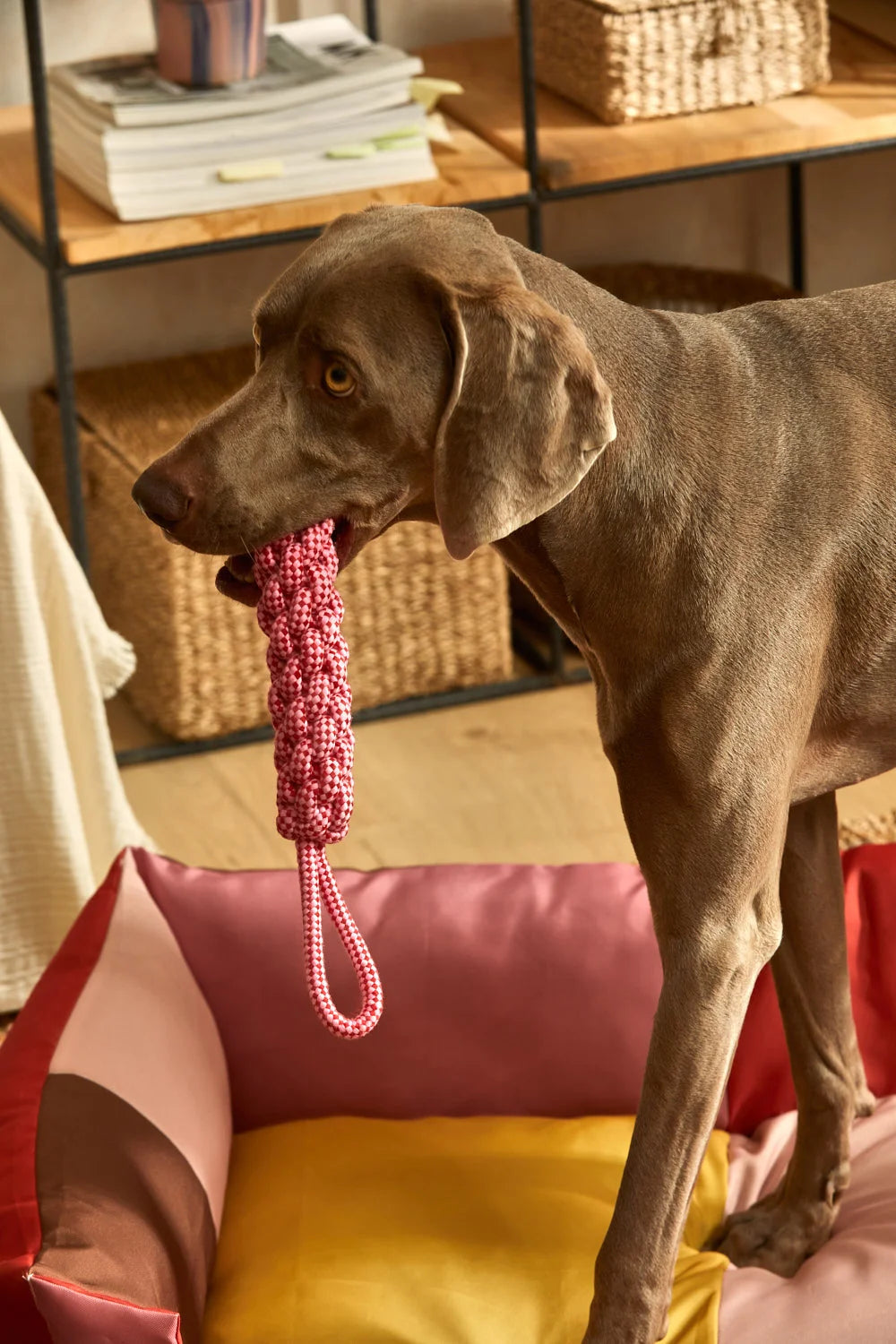 Juguete para mascotas con tirador cuerda rosa Buby-Calma House