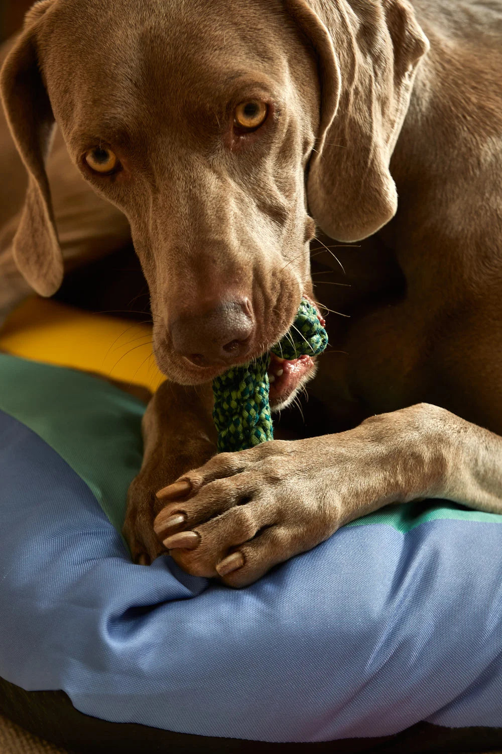 Juguete para mascotas con tirador cuerda verde Buby-Calma House