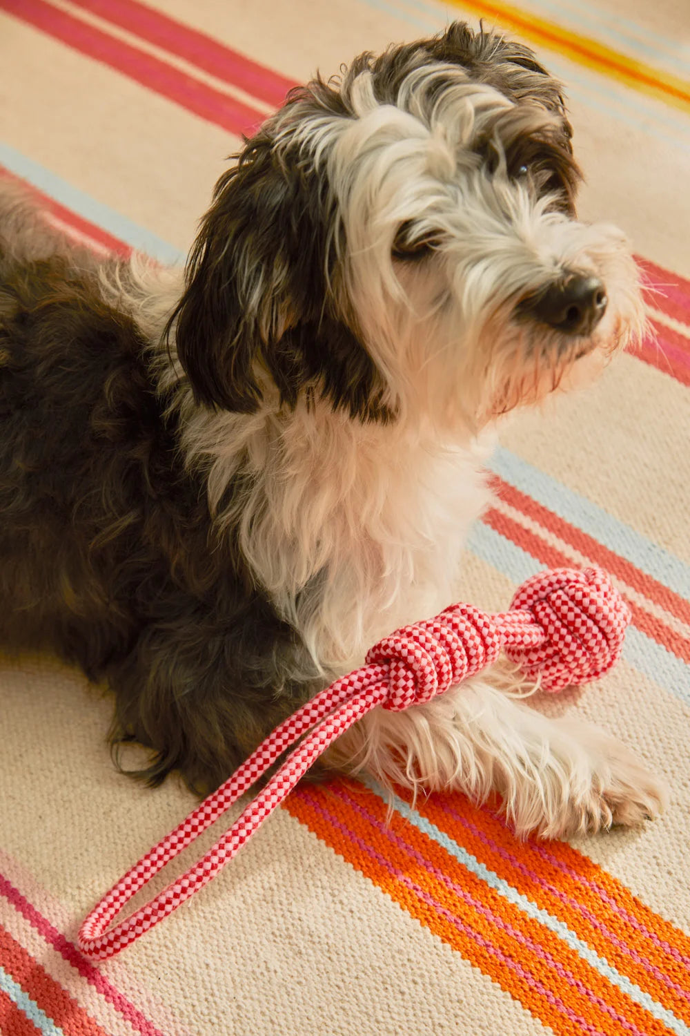 Juguete para mascotas con tirador pelota rosa Buby-Calma House