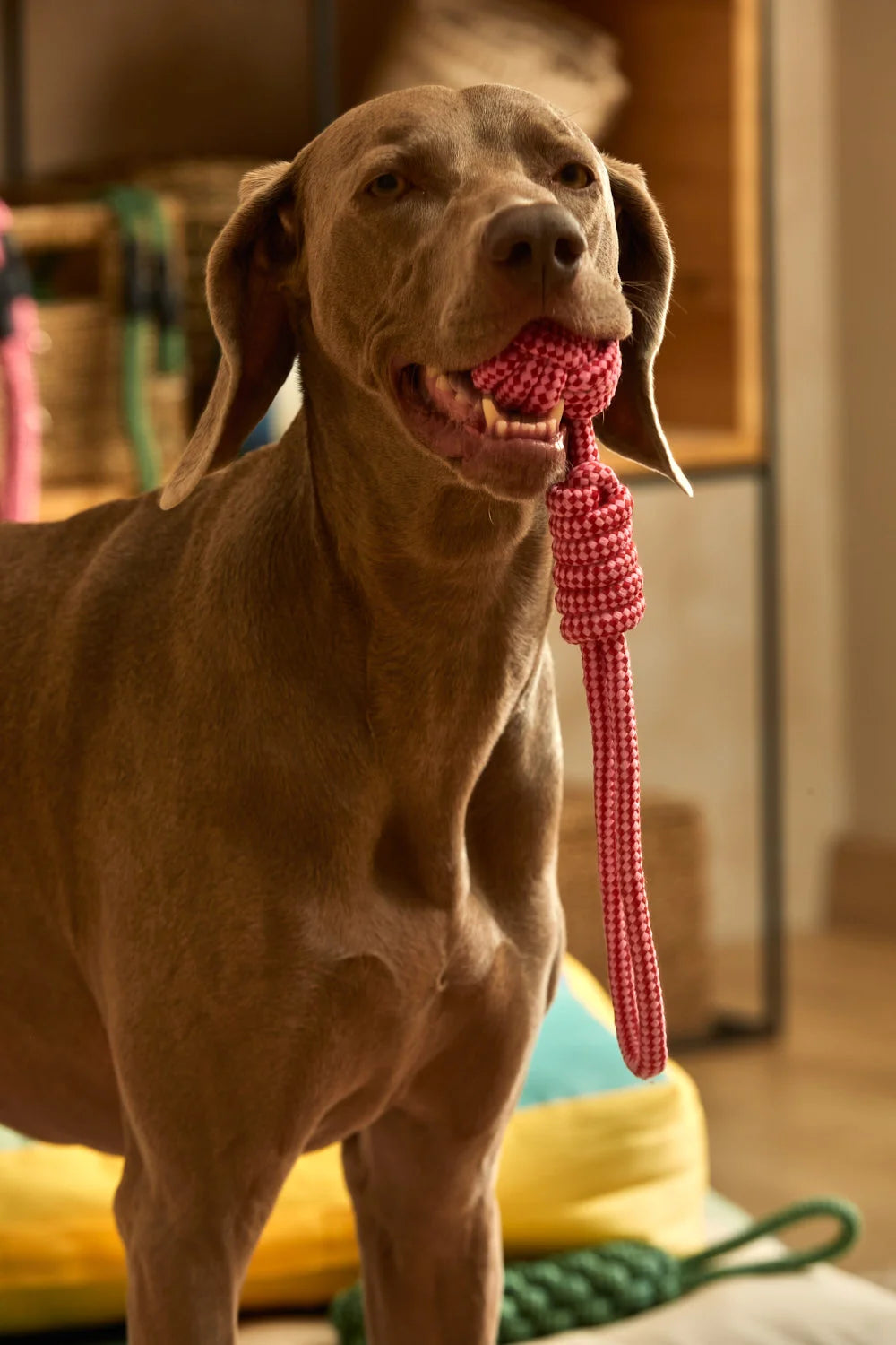 Juguete para mascotas con tirador pelota rosa Buby-Calma House