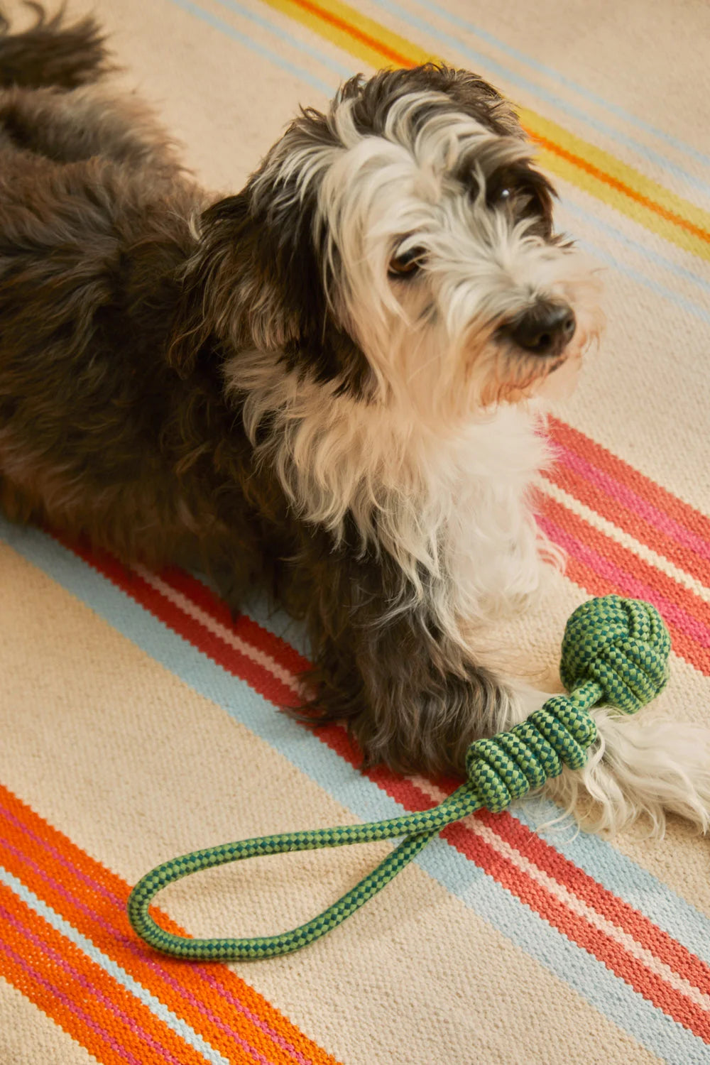 Juguete para mascotas con tirador pelota verde Buby-Calma House
