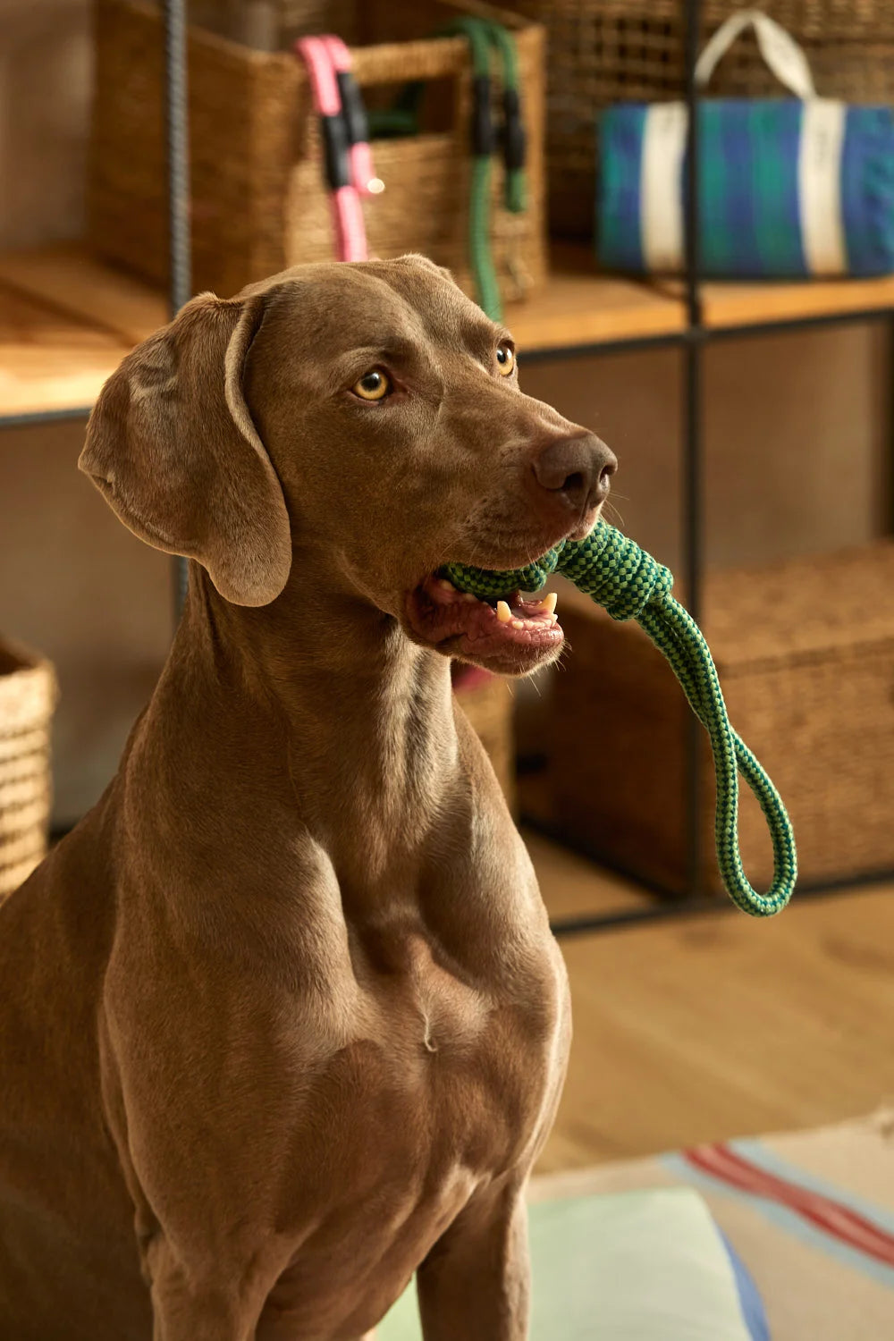Juguete para mascotas con tirador pelota verde Buby-Calma House