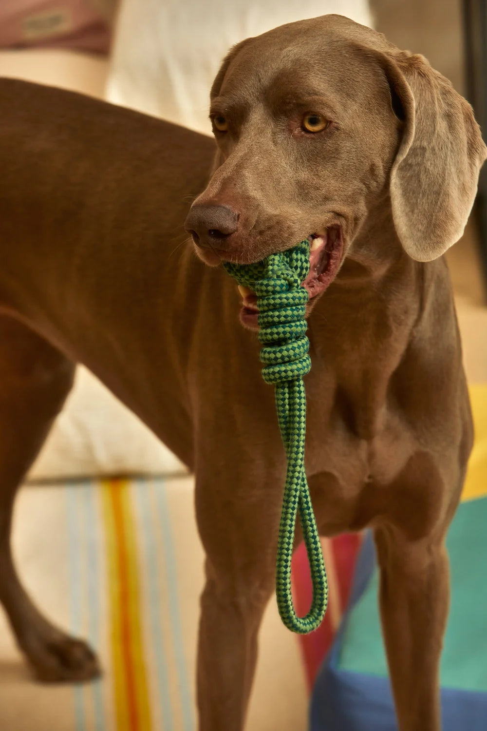 Juguete para mascotas con tirador pelota verde Buby-Calma House
