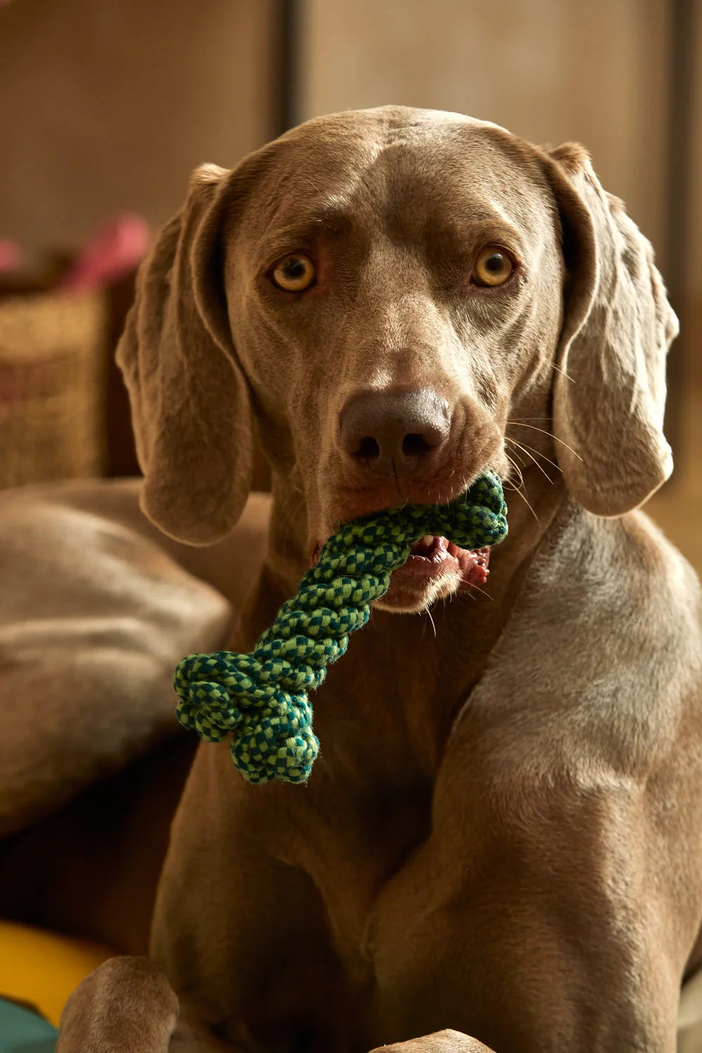 Juguete para mascotas hueso verde Buby-Calma House